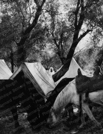 Bêtes au repos à Moulay-Idriss pendant le Moussem (pèlerinage), septembre 1942.